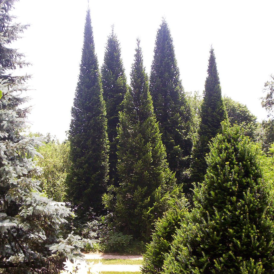Пихта Abies concolor