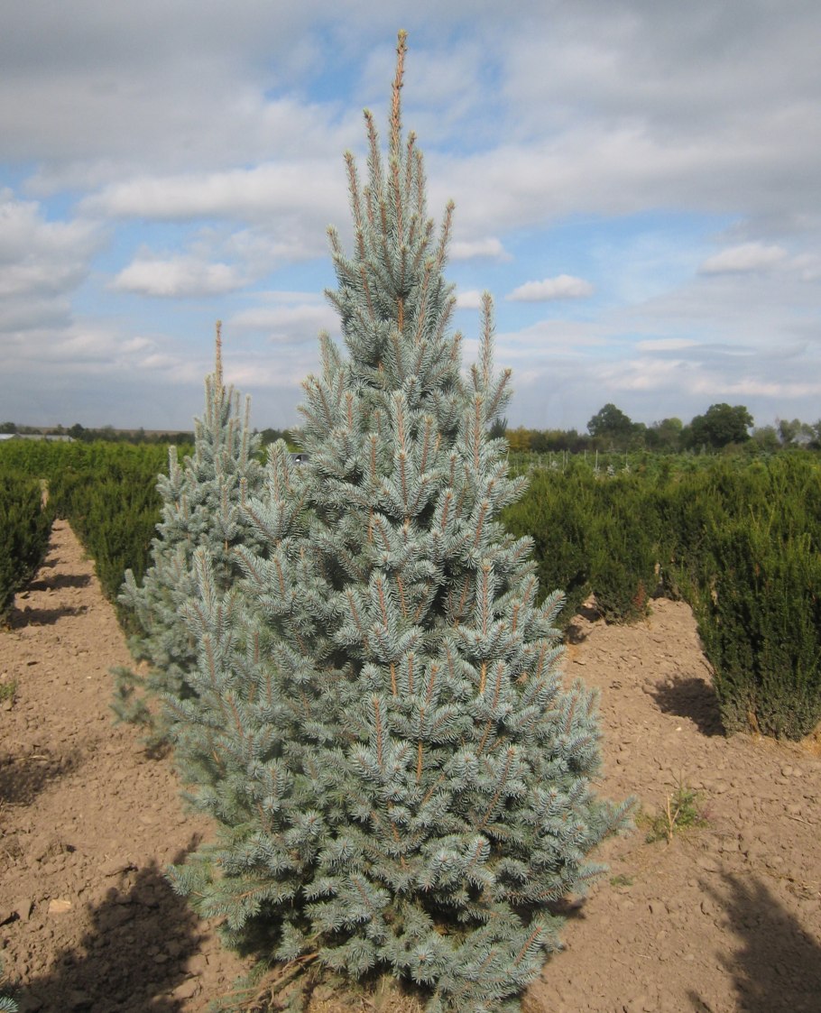 Abies Alba pyramidalis