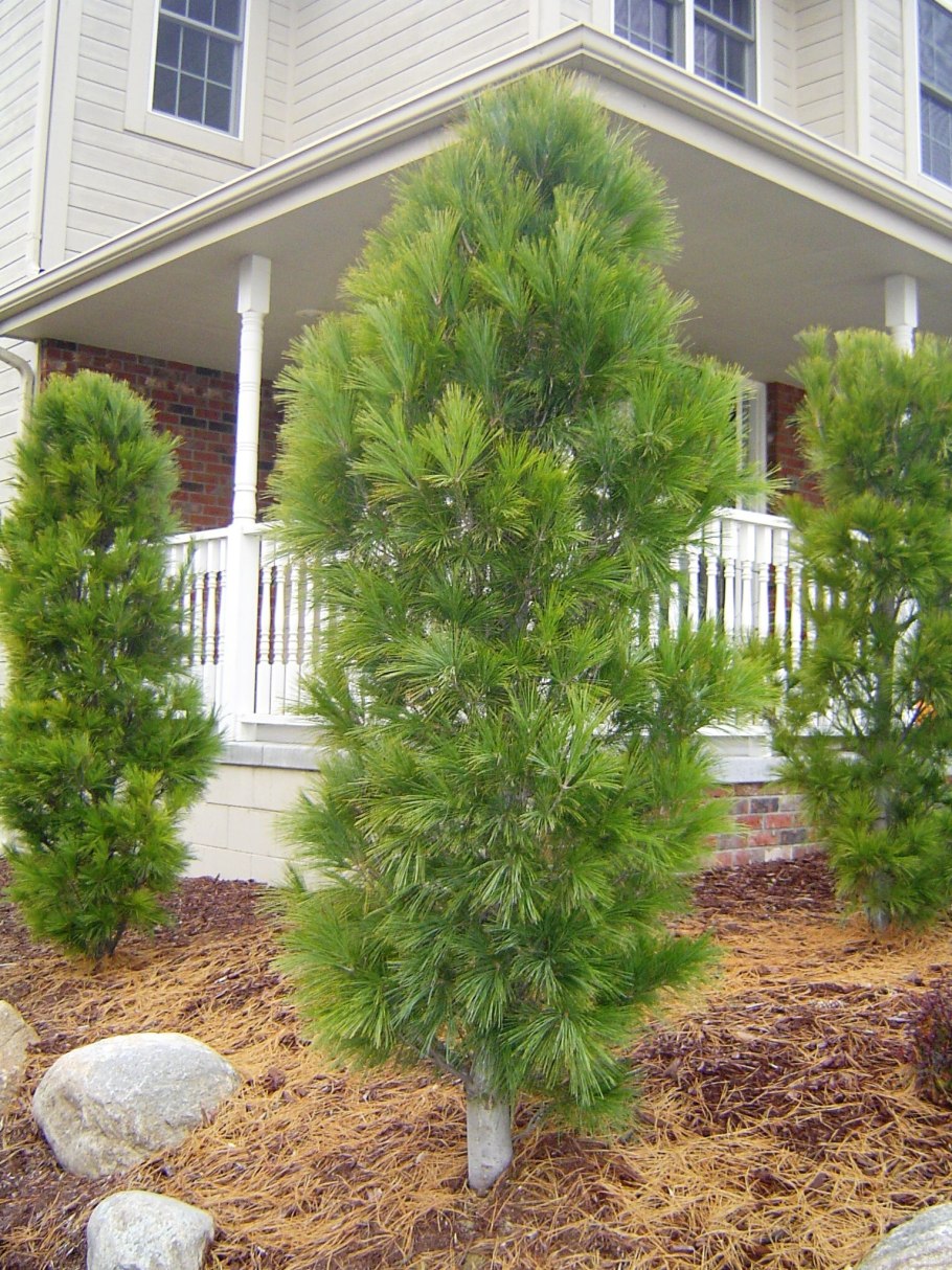 Abies Alba Fastigiata п