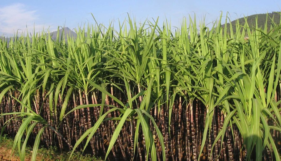 Гаити сахарный тростник