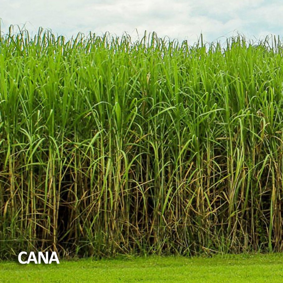Гавайская сахарный тростник