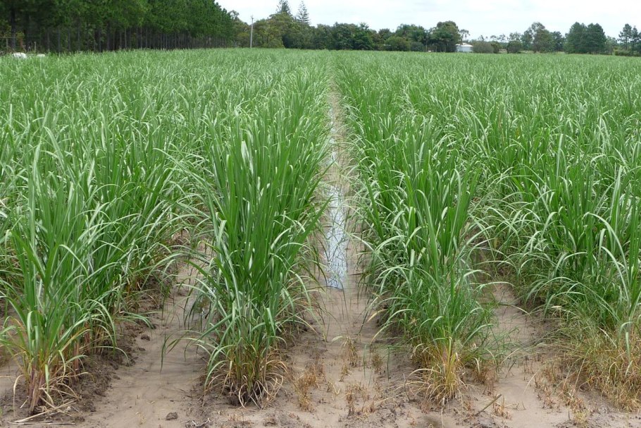 Австралия сахарный тростник