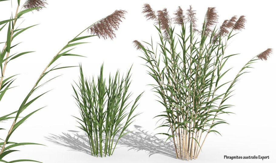 Вейник колосок сухоцвет