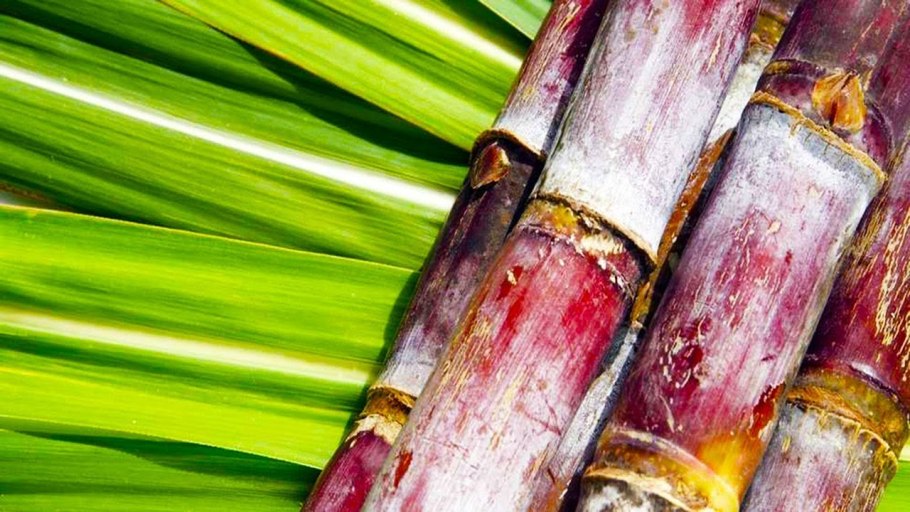 Сахарный тростник и рапс