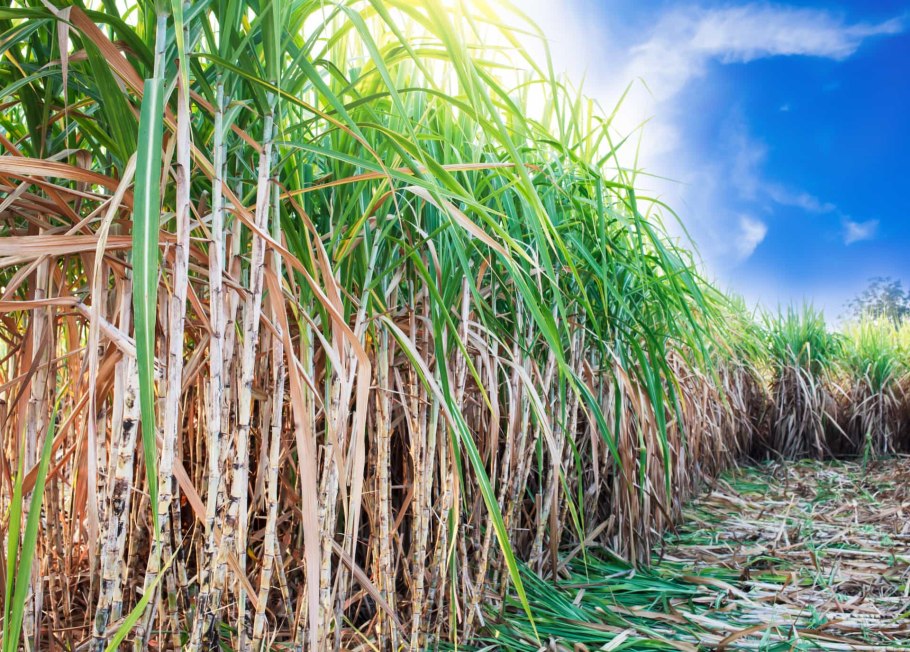 Сахарный тростник в Бразилии