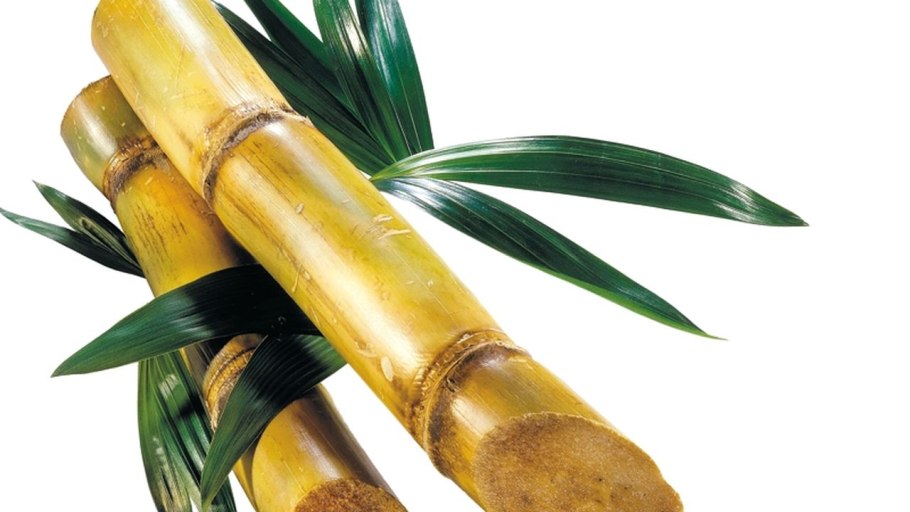 Сахарный тростник