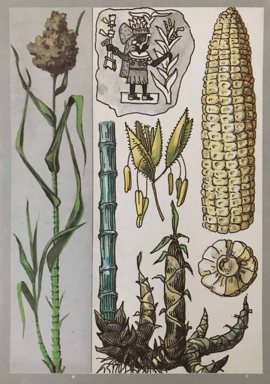 Бамбук злаковое растение