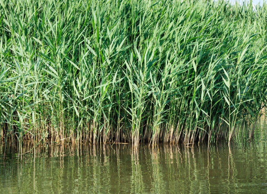 Тростник обыкновенный Африка