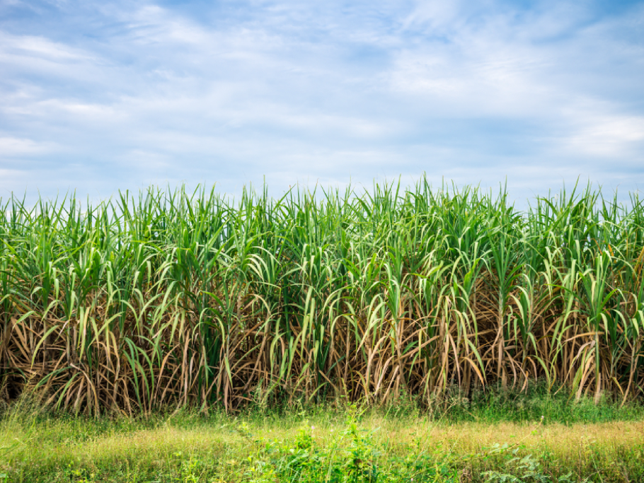 Deluxe Sugar Cane