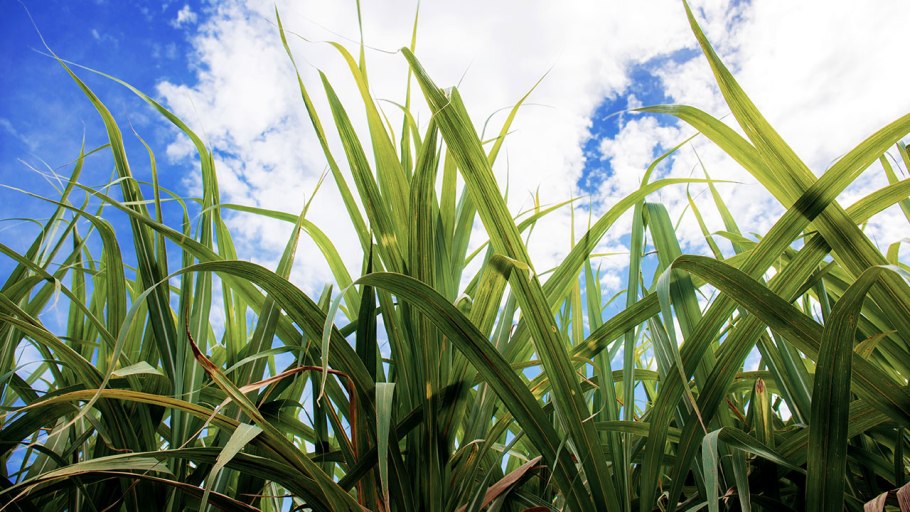 Лист тростникового сахара