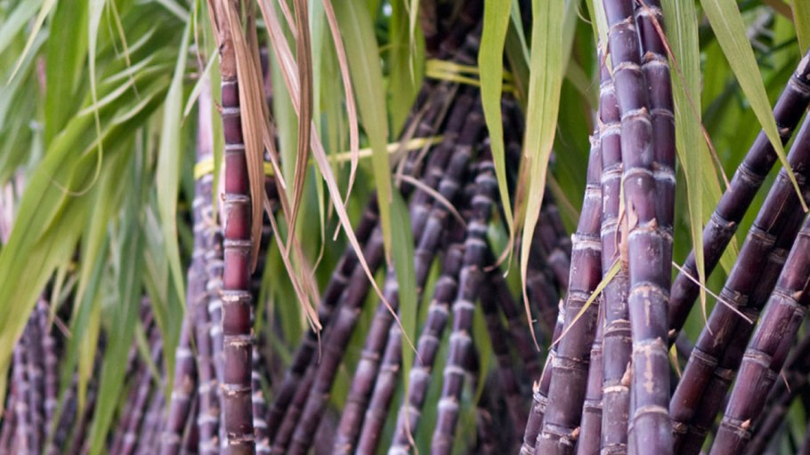 Южная Америка сахарный тростник