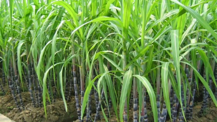 Сахарный тростник