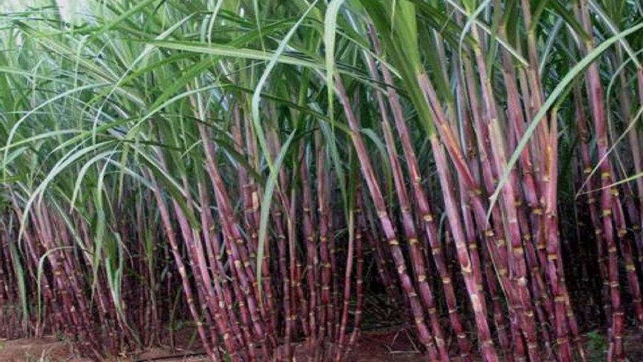 Сахарный тростник 1.12.3