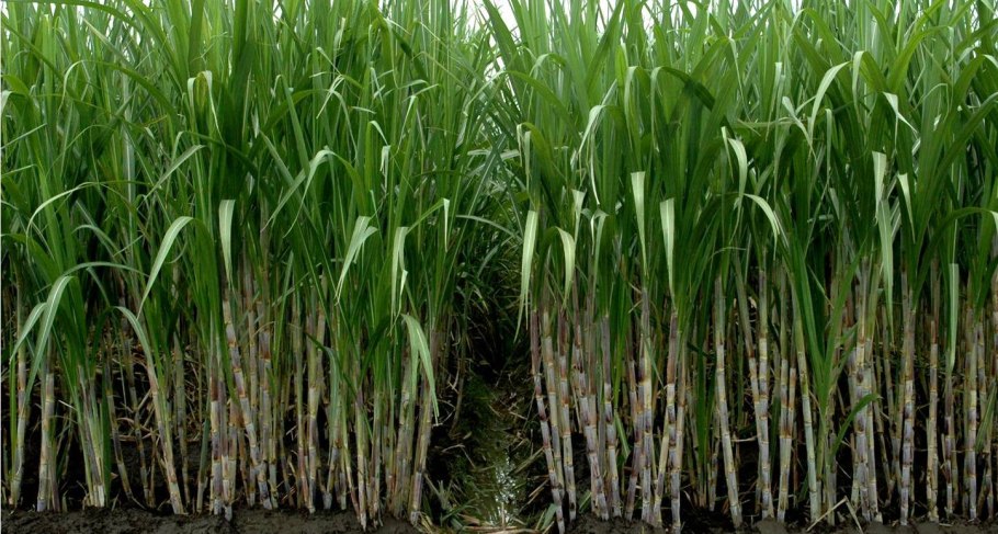 Сахарный тростник в Луизиане