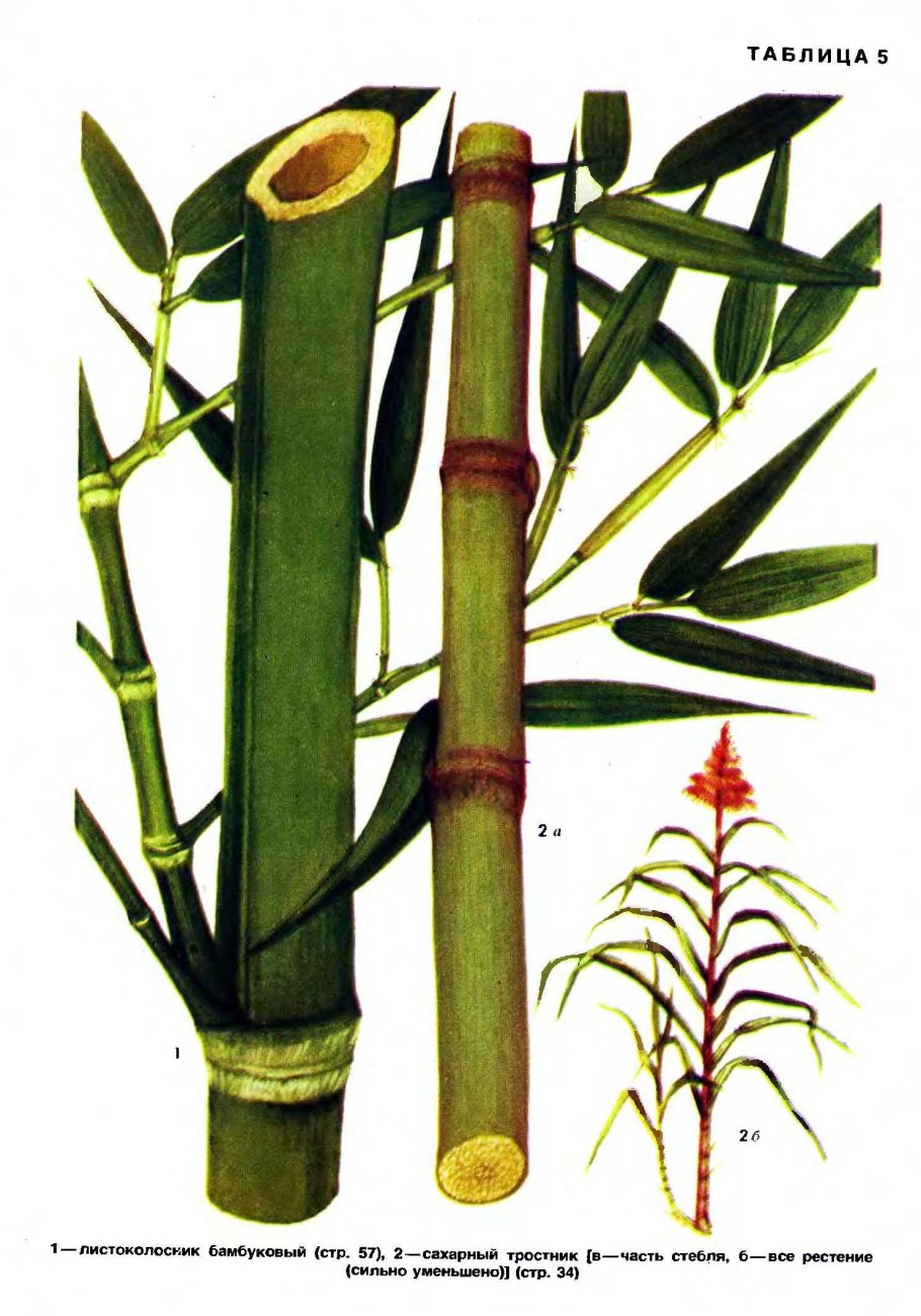 Бамбук тростниковый bambusa arundinacea