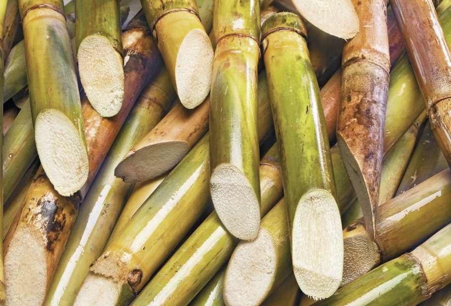 Сахарный тростник культивируемый