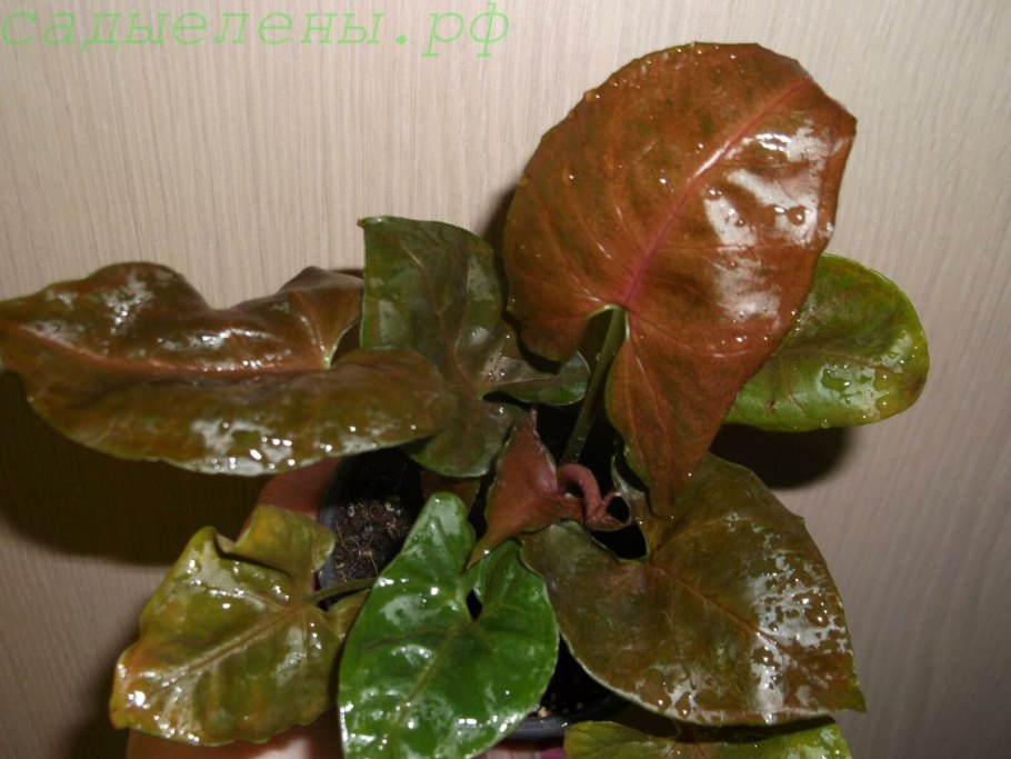 Сингониум неон Браун