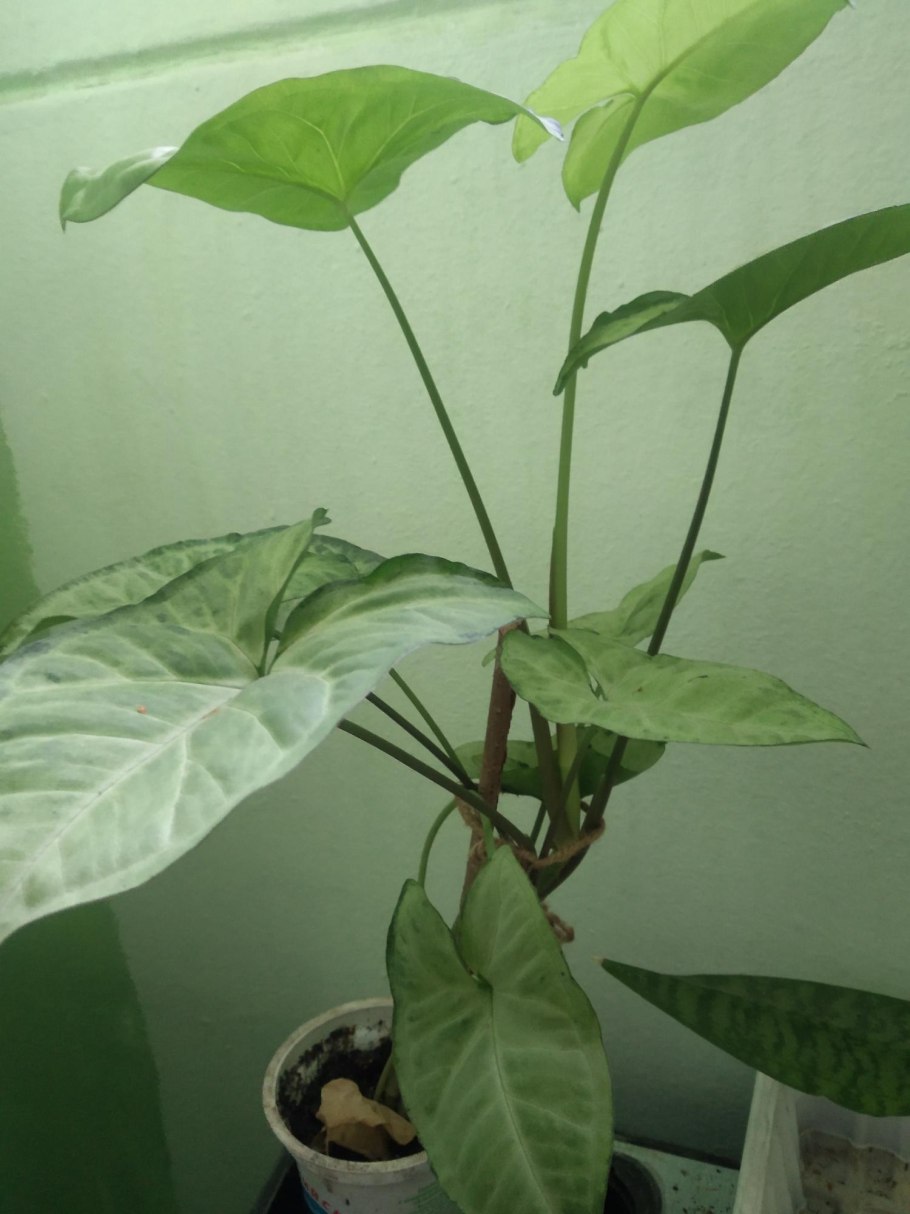 Цветок неон сингониум