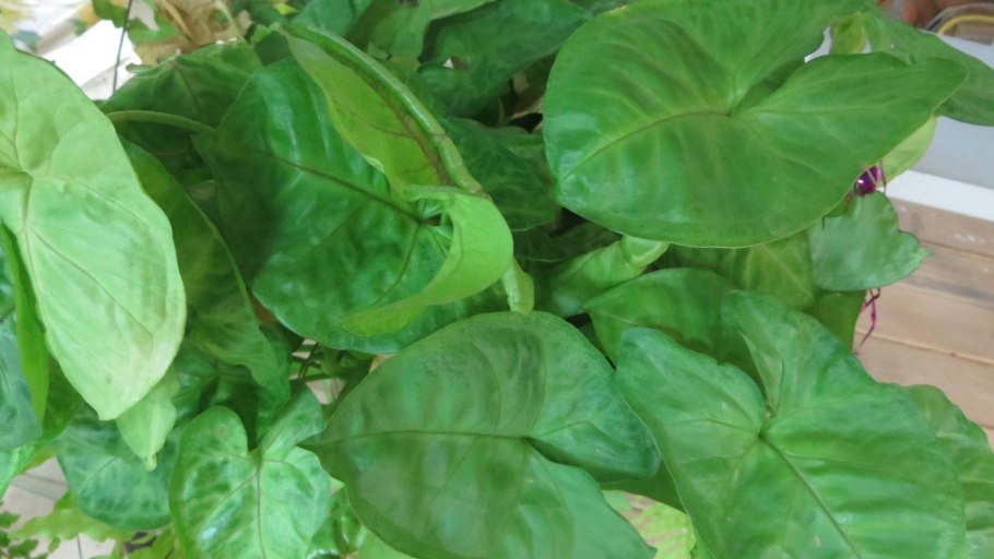 Сингониум Броканте