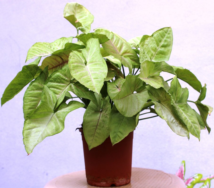 Сингониум шоколадный Брокант