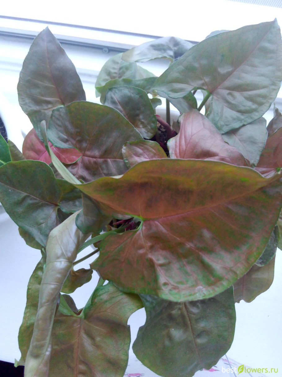 Сингониум Роксолана