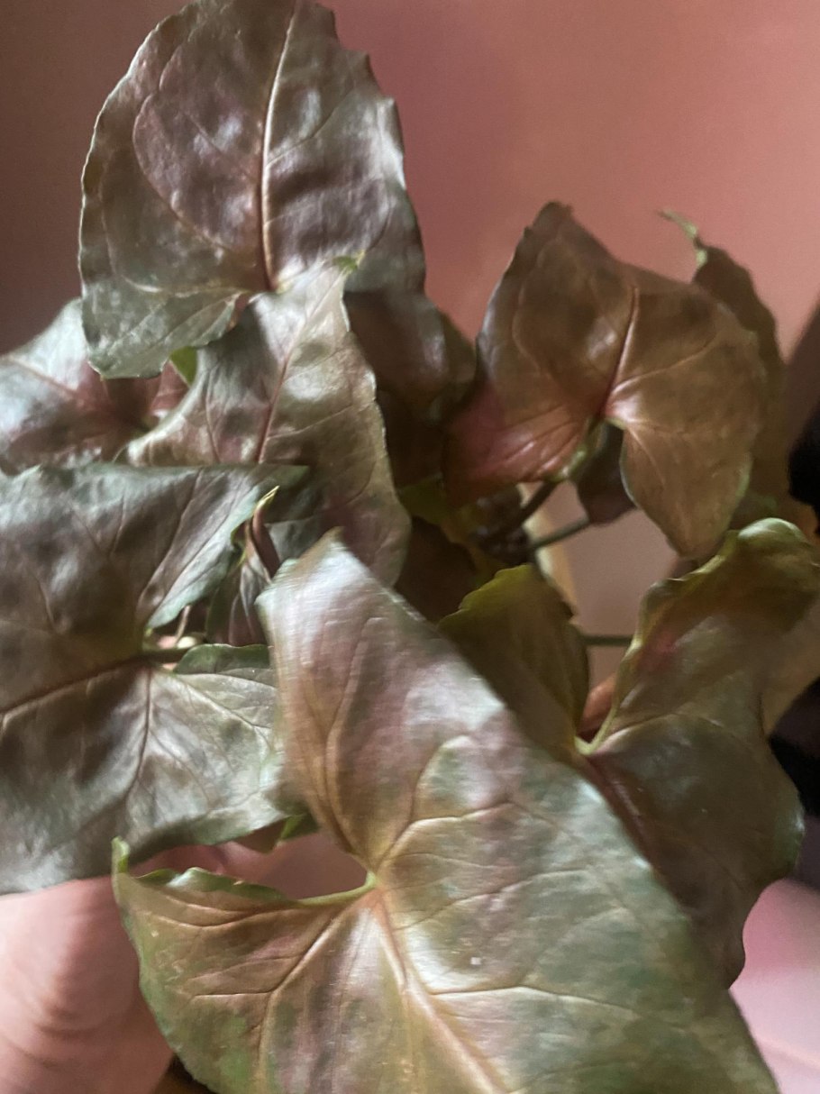 Сингониум Арон Браун Кристмаса