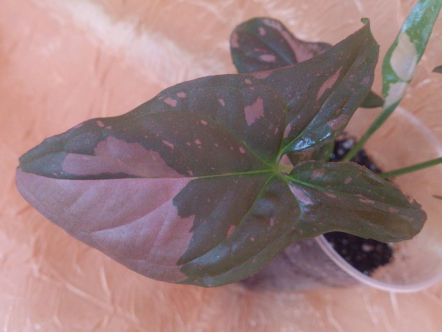 Сингониум Siam Jade