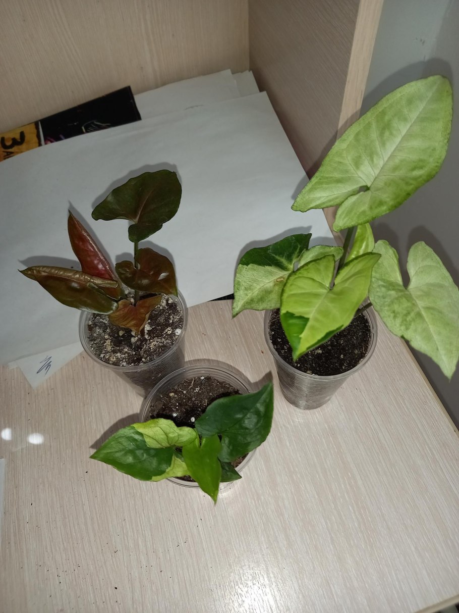 Сингониум Maria allusion