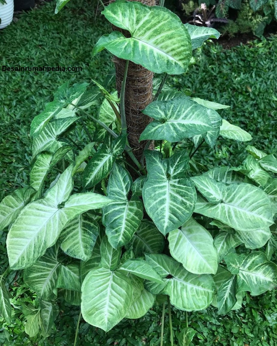 Сингониум Dark Maria