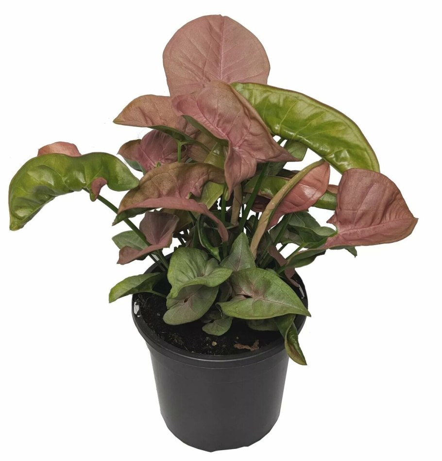 Сингониум Подофиллум Мария