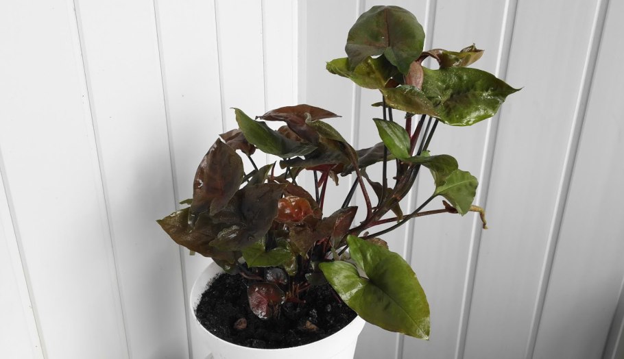 Сингониум Карамельный