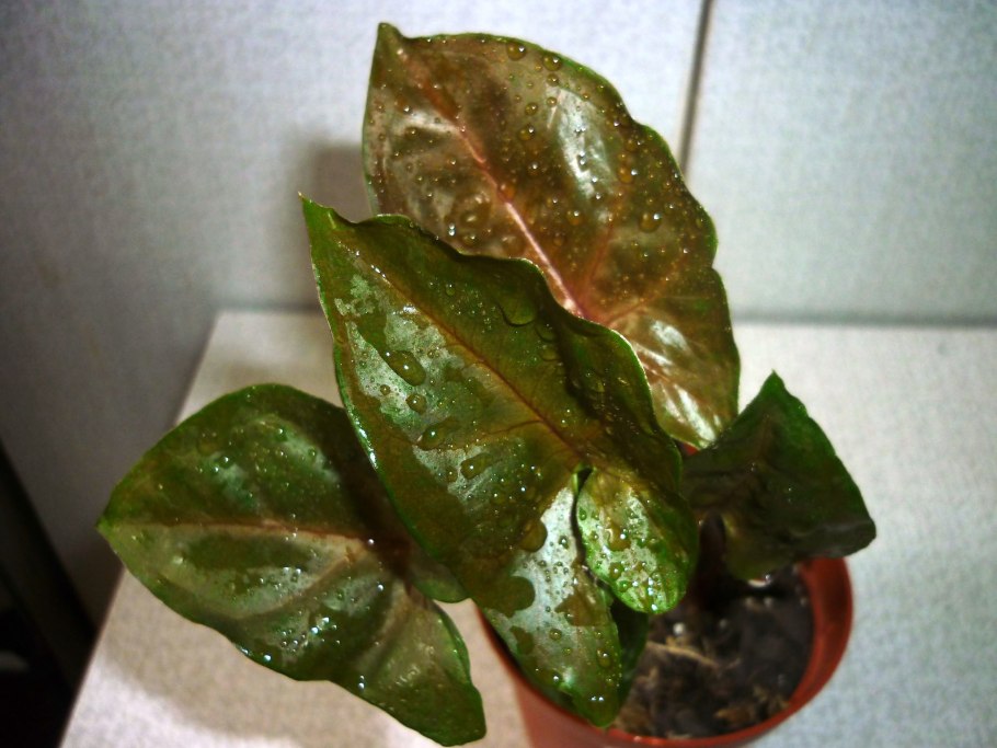 Сингониум Alboliniatum