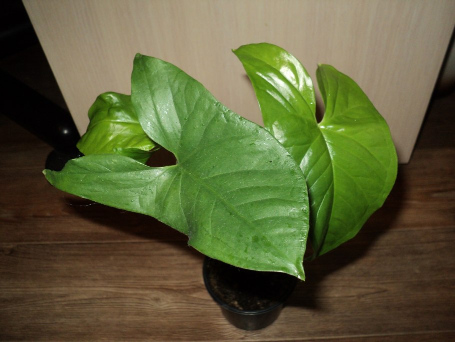 Сингониум Арроу