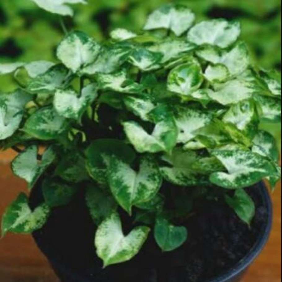 Сингониум копьевидный