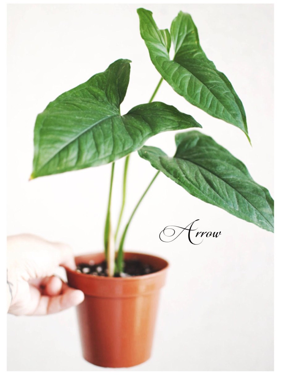 NEPHTHYTIS poissonii