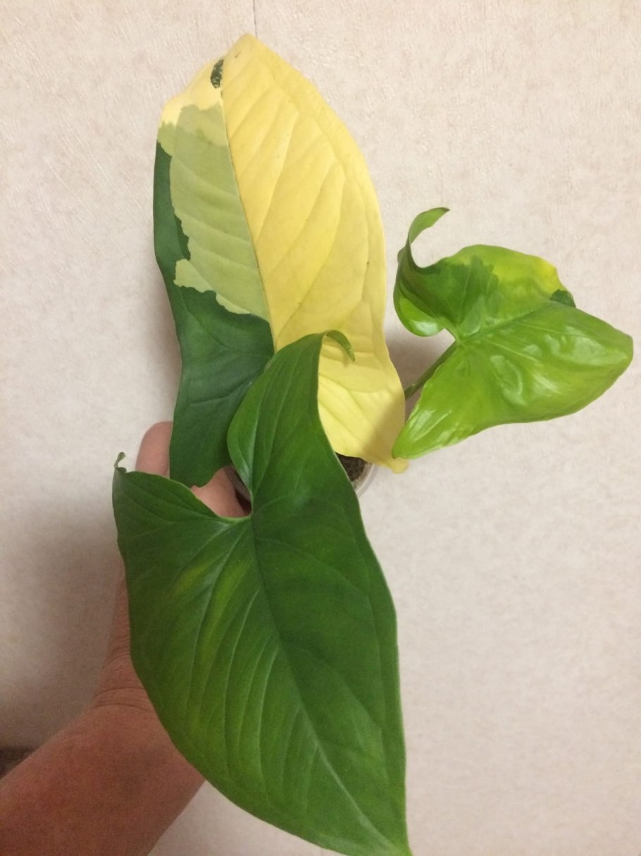 Сингониум Империал Грин