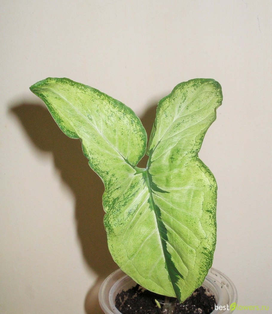Сингониум Butterfly allusion