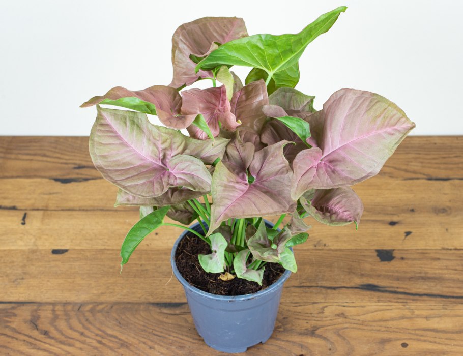 Syngonium Pink Flecked