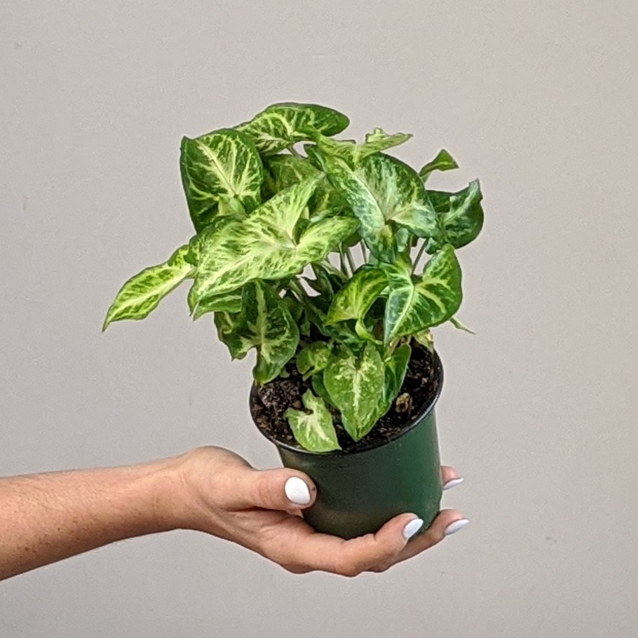 Сингониум эмеральд грин