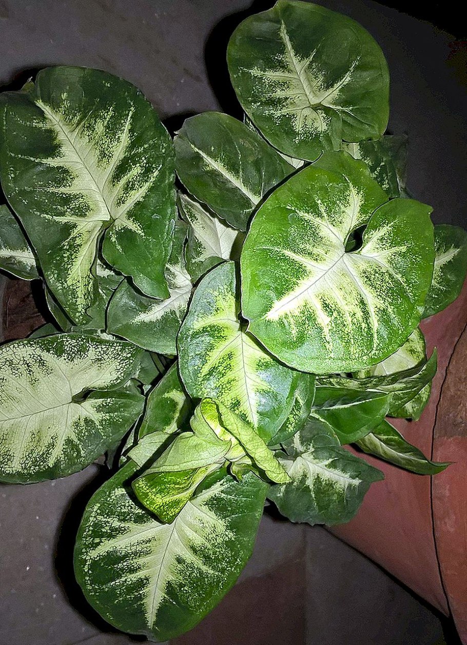 Сингониум Распберри айс