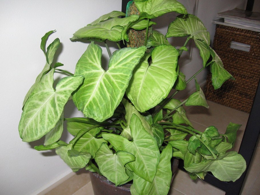 Сингониум syngonium podophyllum