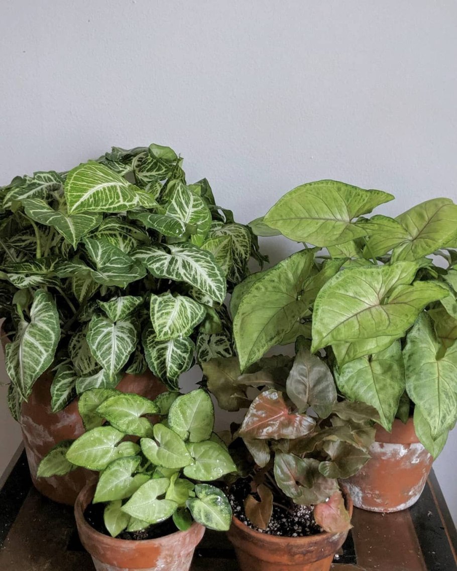 Сингониум т 25 описание