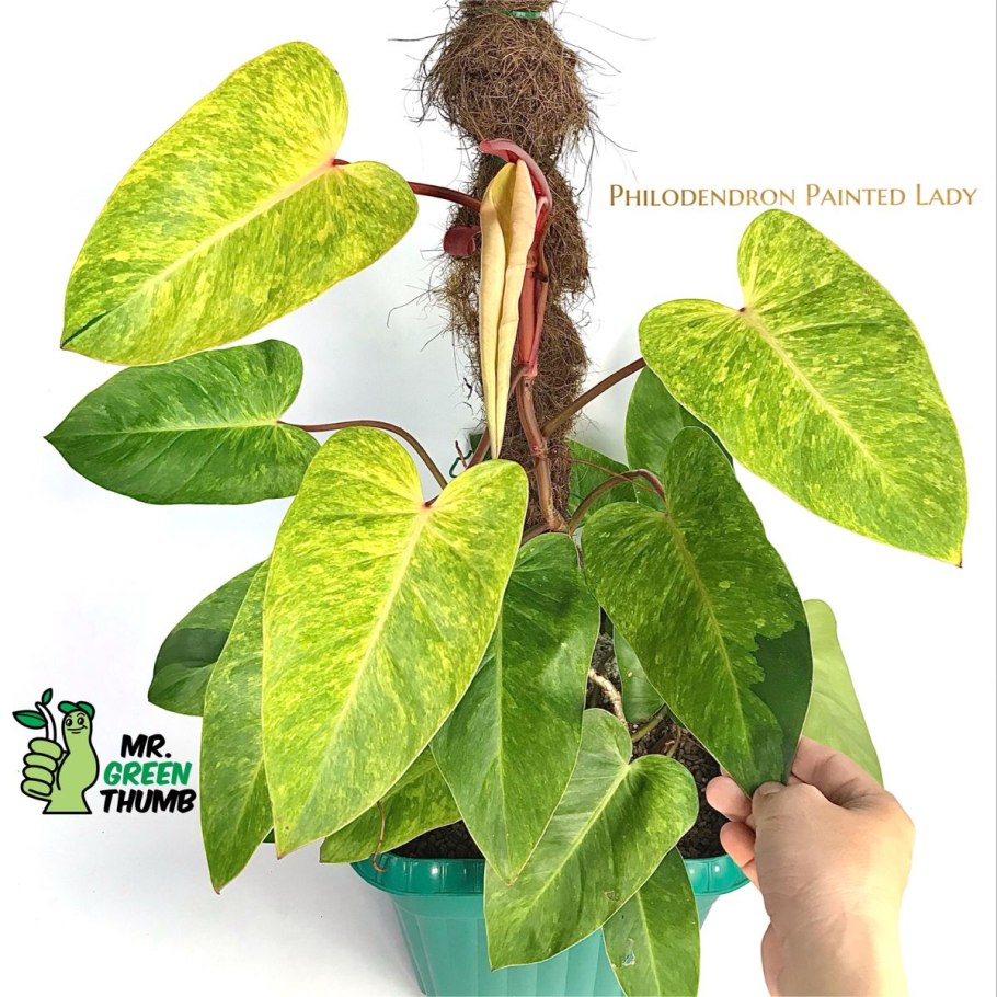 Philodendron Gloriosum Dark form/Филодендрон глориозум дарк форм