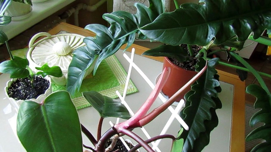 Филодендрон melanochrysum