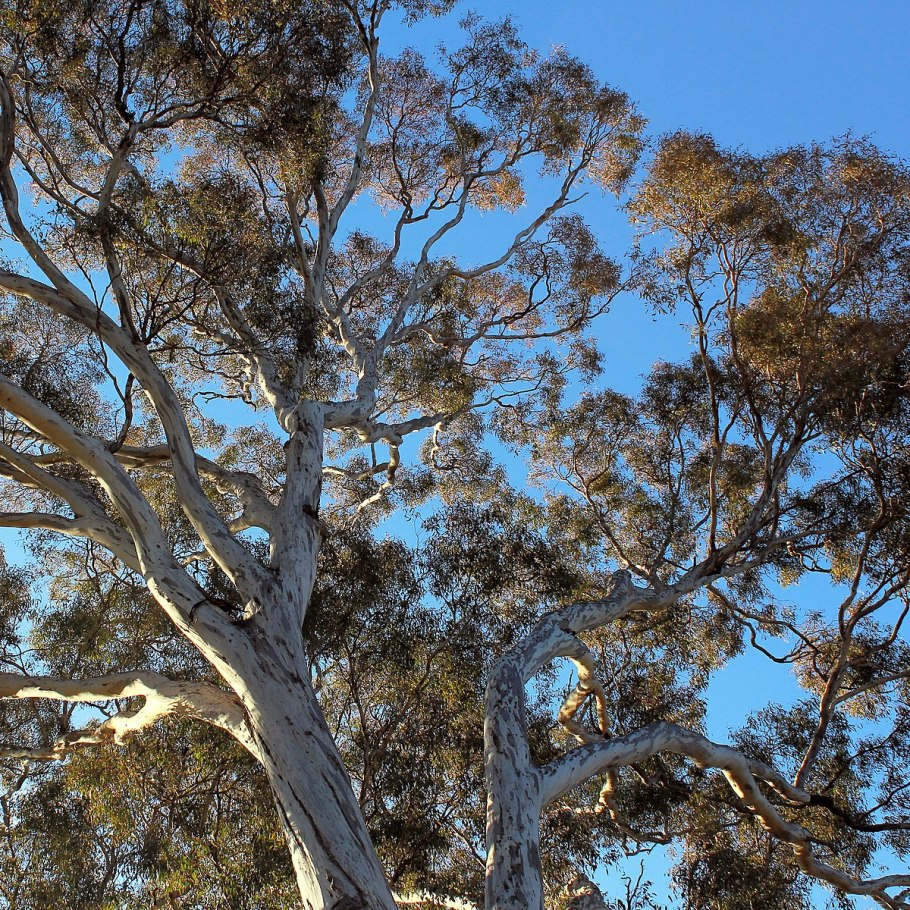 Eucalyptus mannifera