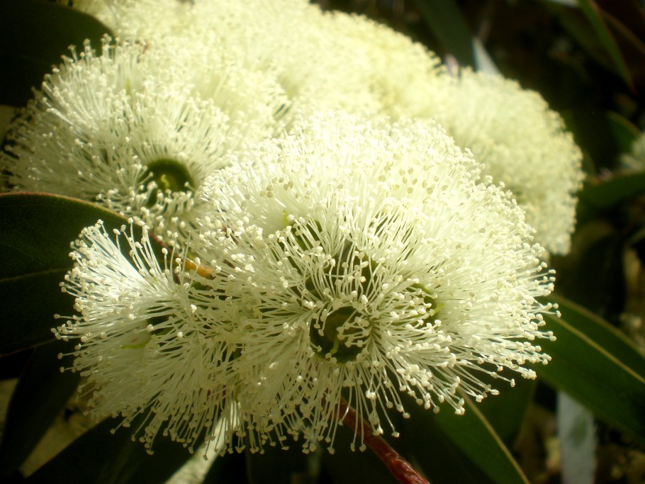 Eucalyptus diversifolia