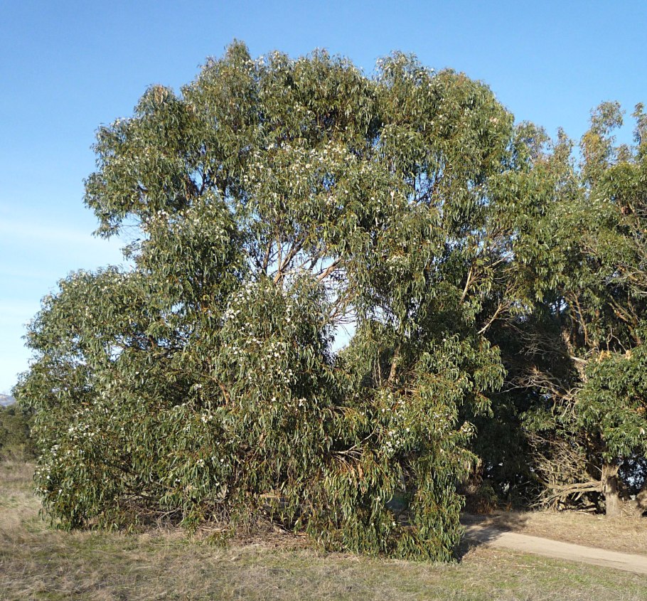 Эвкалипт koolpinensis
