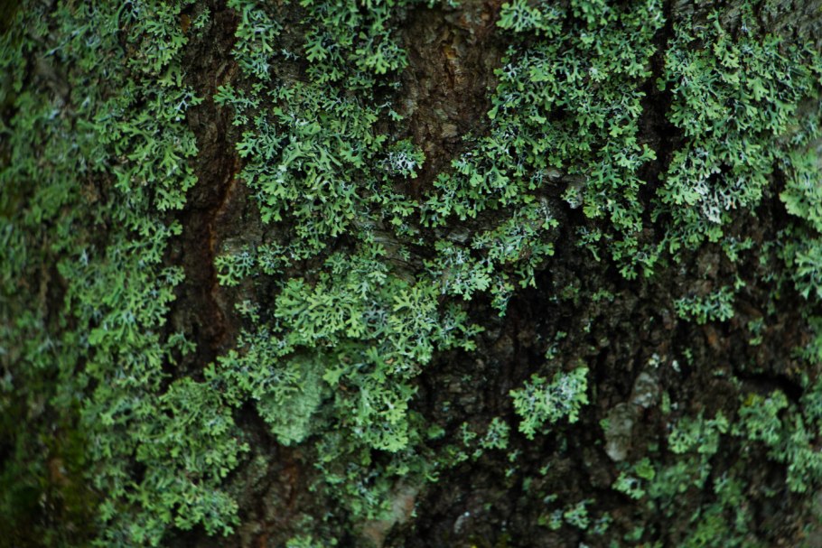 Эдафофильные водоросли