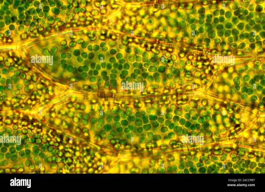 Строение таллома лишайника