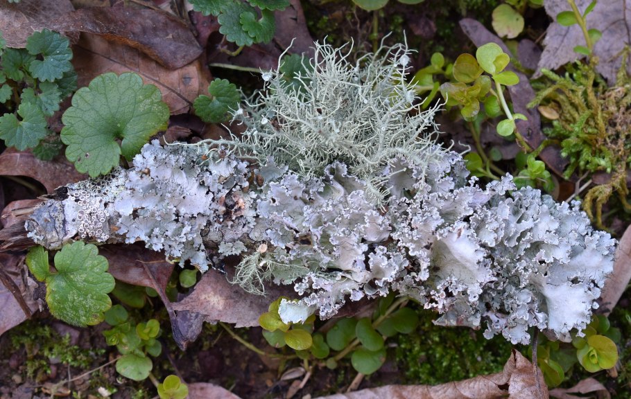 Цианобактерии в лишайниках